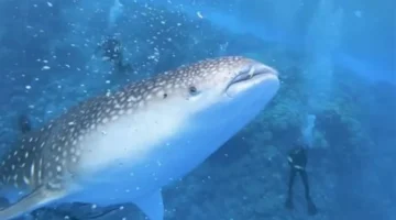 بقاء المحيطات مهدد.. دور القرش الحوتي في حماية التوازن البيئي خلال 2026